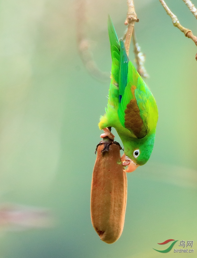 �ȳ��и�Orange-winged Parrot