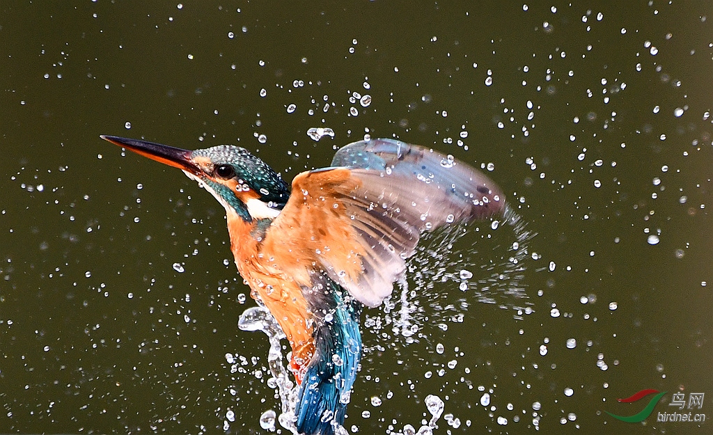 ��ˮ����