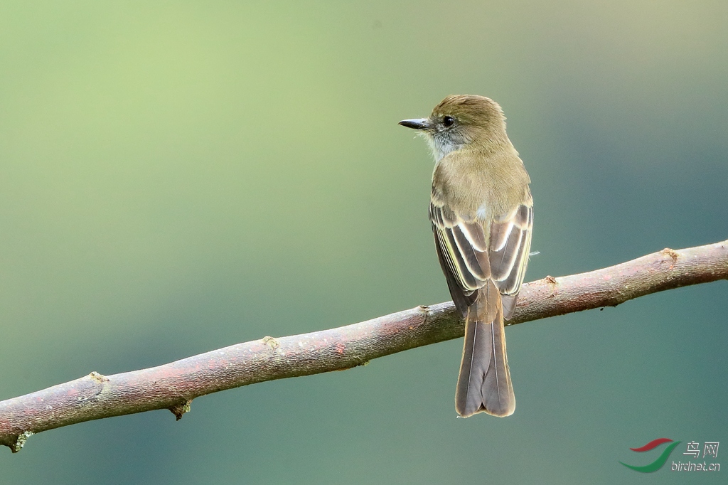 ����Ӭ���lPale-edged Flycatcher