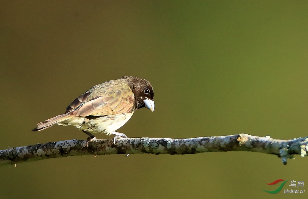 �ڰ�ʳ��ȸBlack-and-white Seedeater