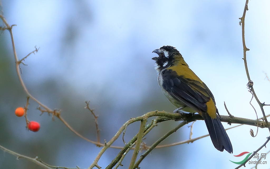 �ڳ���ȸBlack-winged Saltator