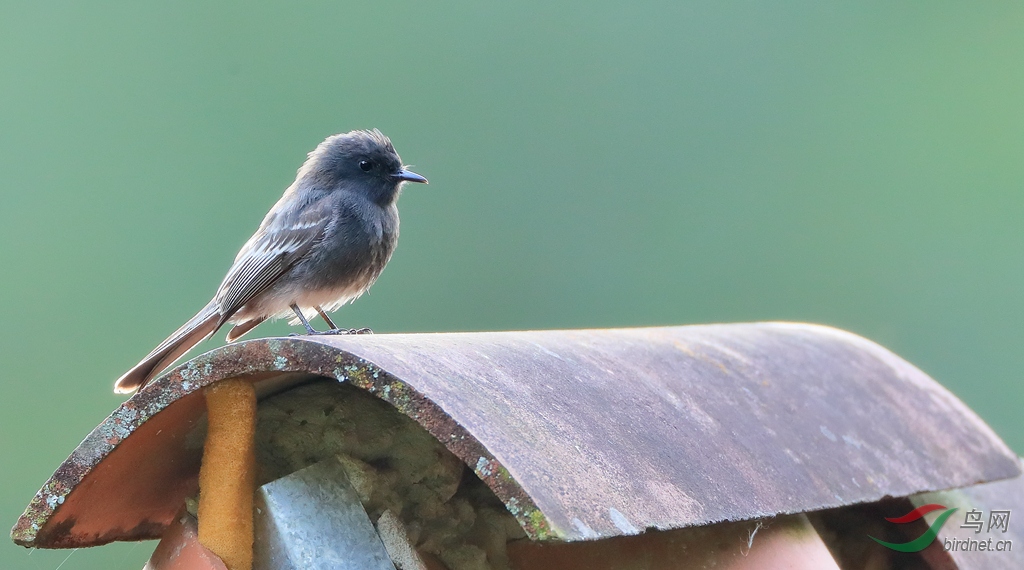 �ڳ�β���lBlack Phoebe