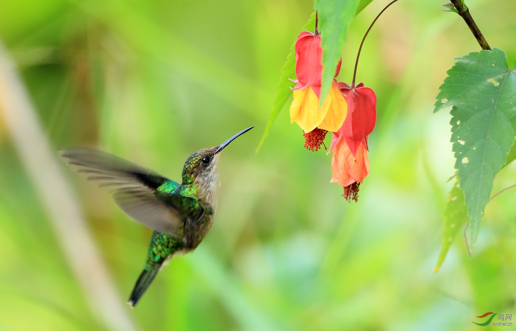 ���������Santa Marta Blossomcrown