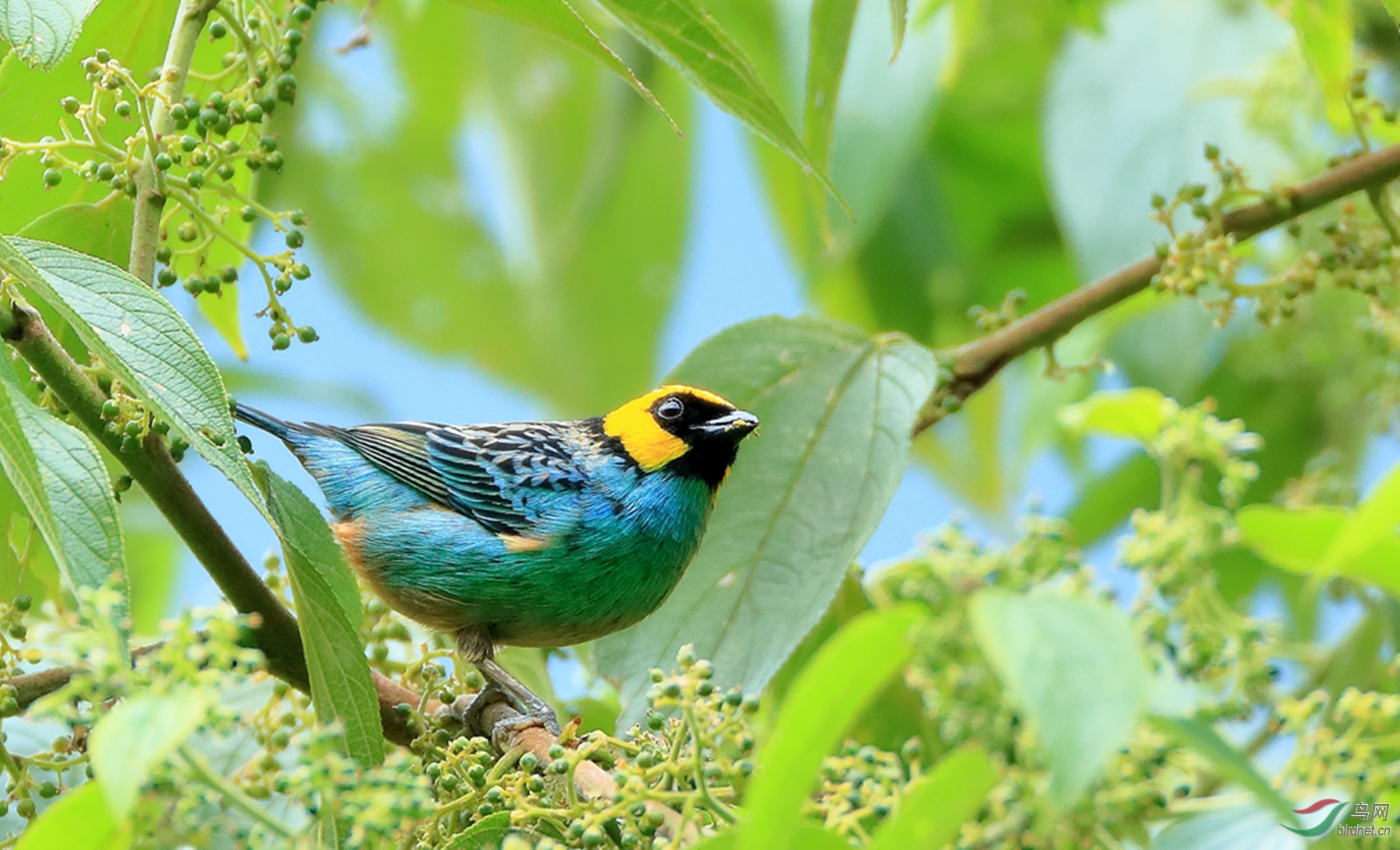 �ƶ��Ƽ���ȸSaffron-crowned Tanager