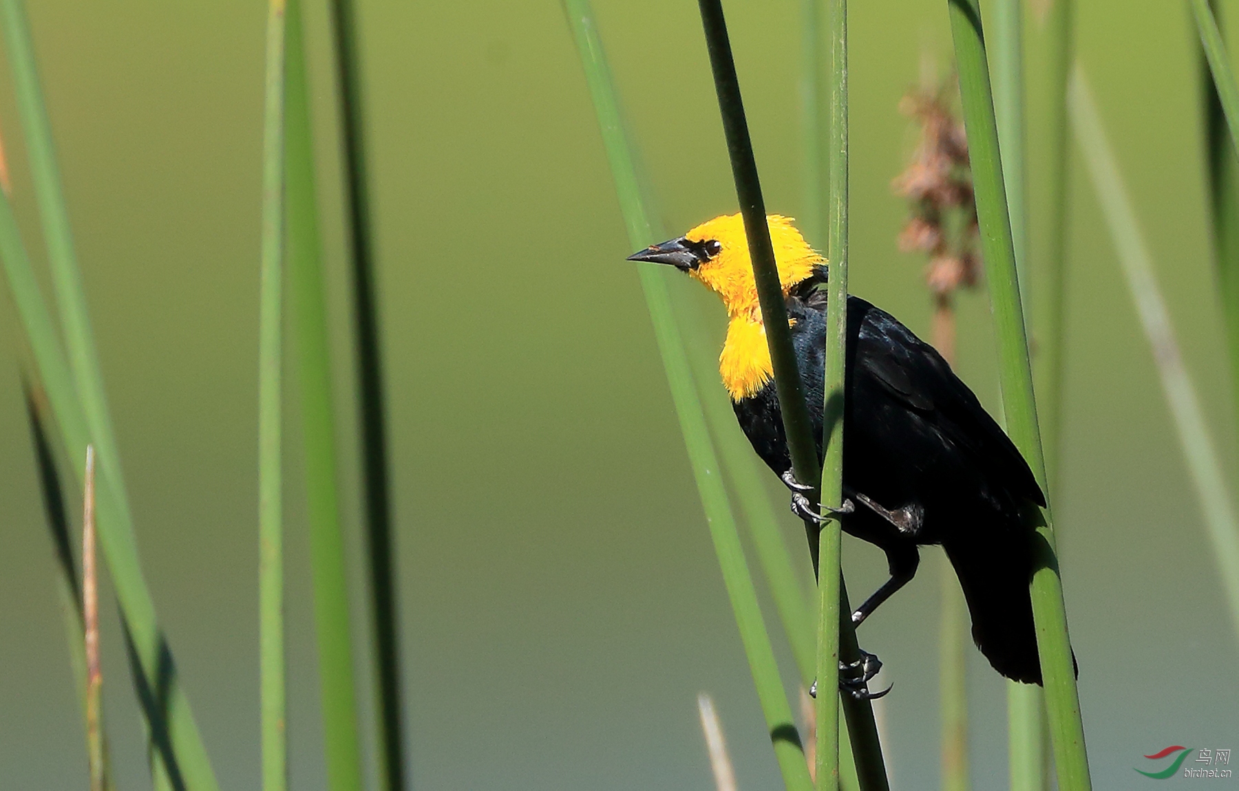 �ƽ����Yellow-hooded Blackbird