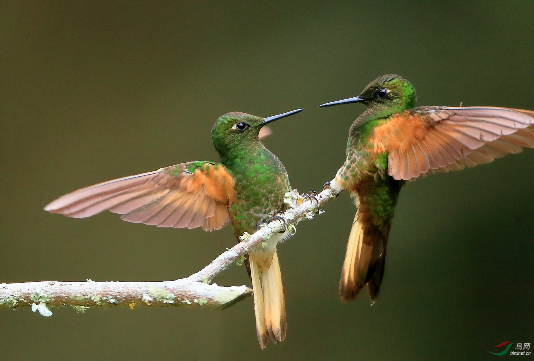 ��β�����Buff-tailed Coronet