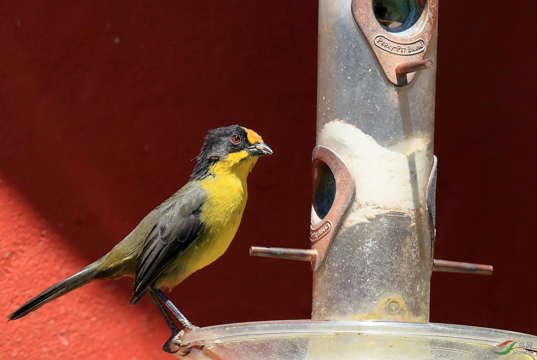 ����޴ȸPale-naped Brushfinch