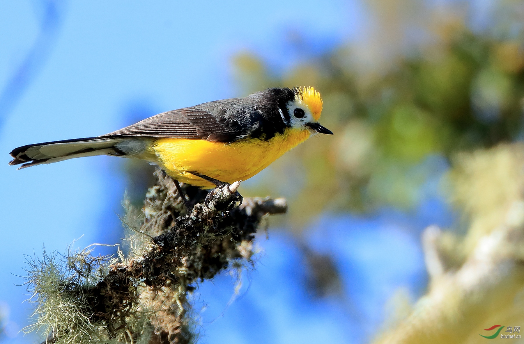 ����ݺGolden-fronted Redstart