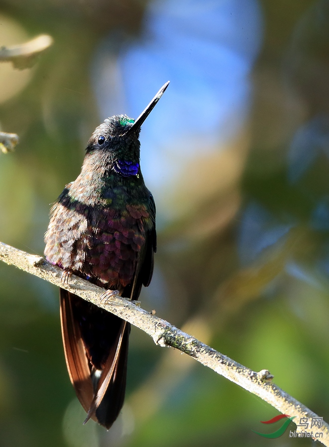 �����Ƕ����Blue-throated Starfrontlet