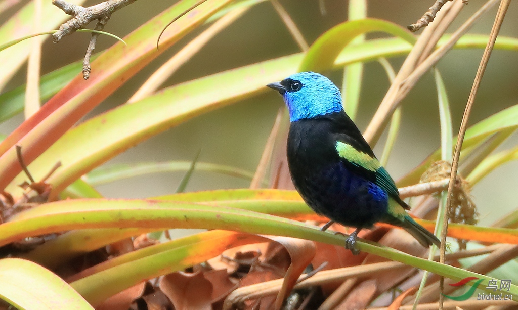 �����Ƽ���ȸBlue-necked Tanager
