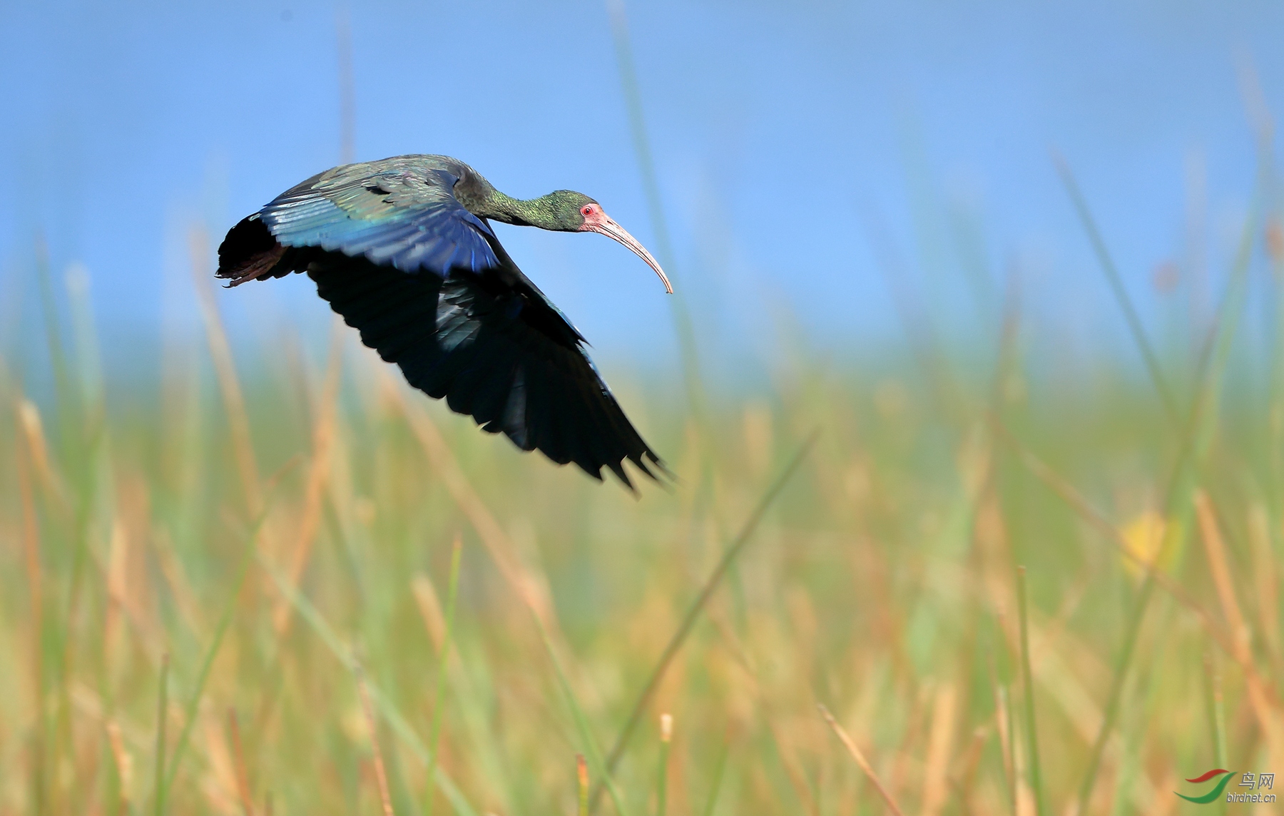 �����qBare-faced Ibis
