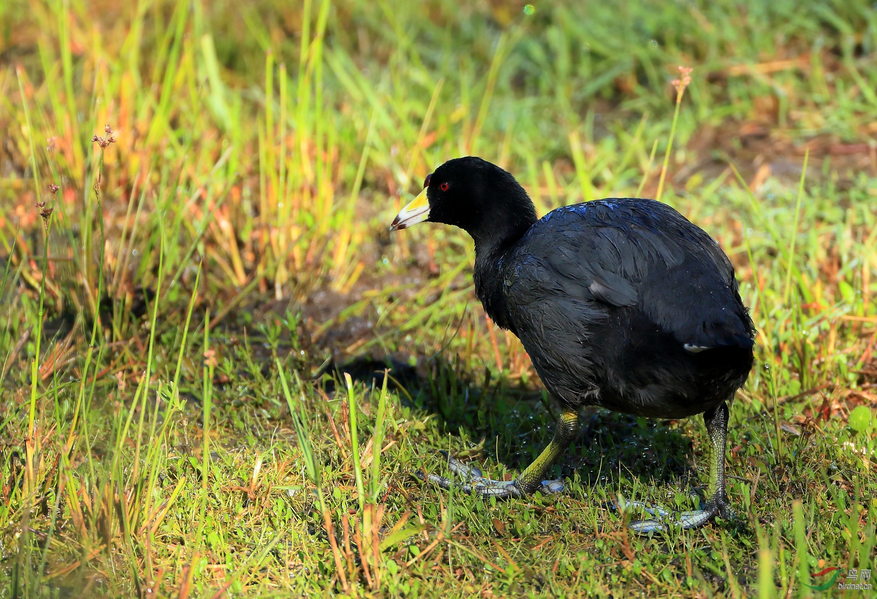 ���޹Ƕ�American Coot