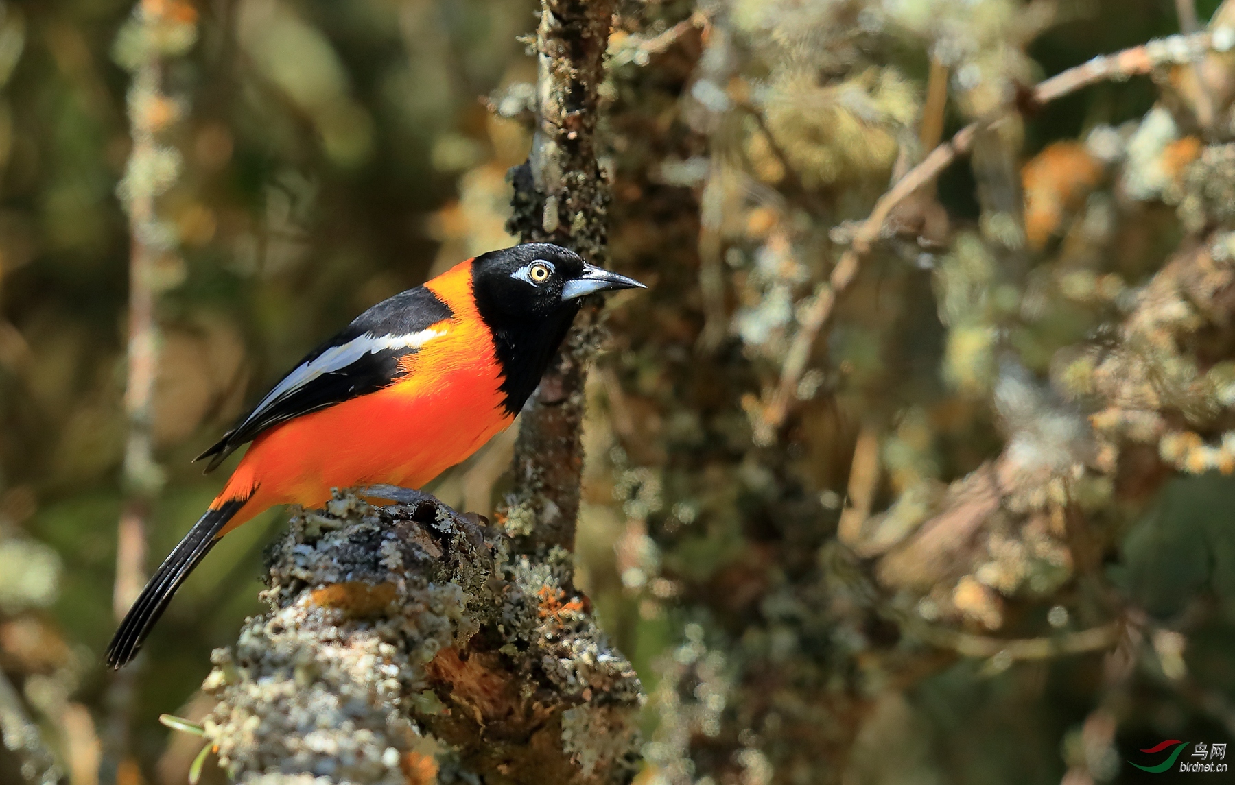 ���Venezuelan Troupial