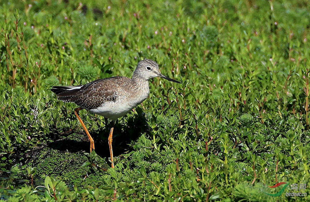 С�ƽ���Lesser Yellowlegs