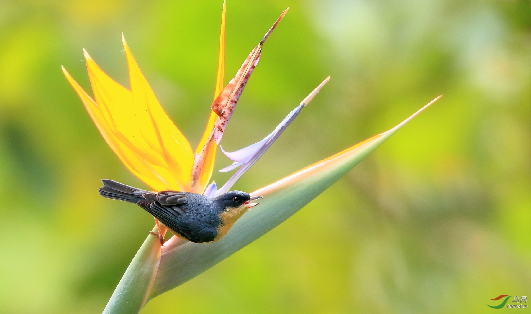 ��ɫ�̻���Rusty Flowerpiercer
