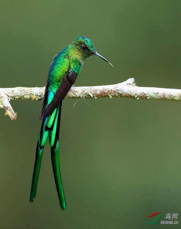 ��β����Long-tailed Sylph