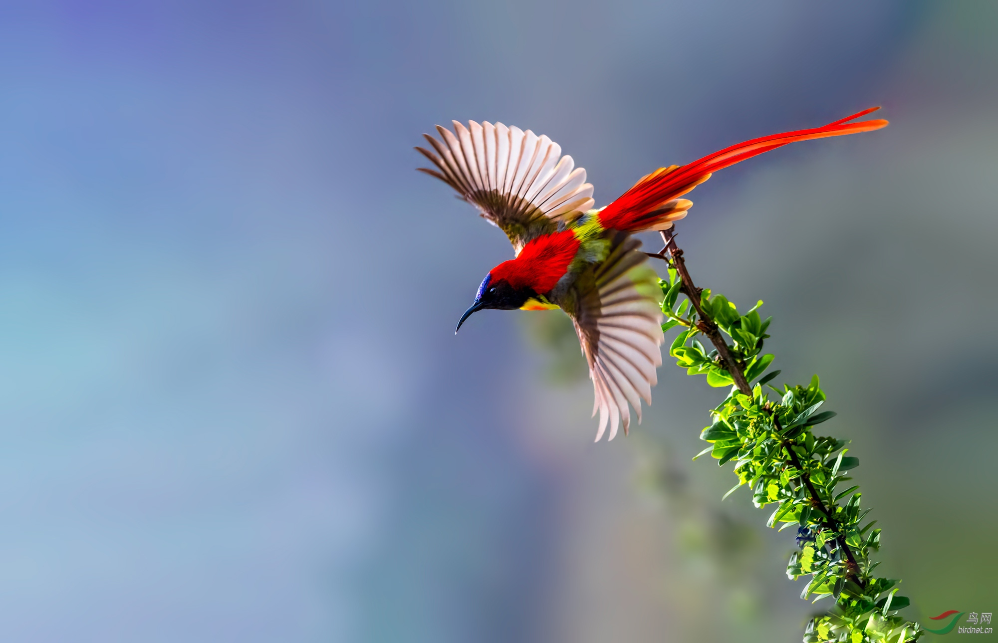 火尾太阳鸟-你红的真好看(祝贺佳作荣获首页精华)