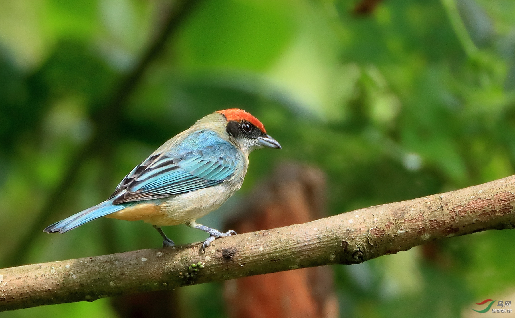 �춥�Ƽ���ȸScrub Tanager