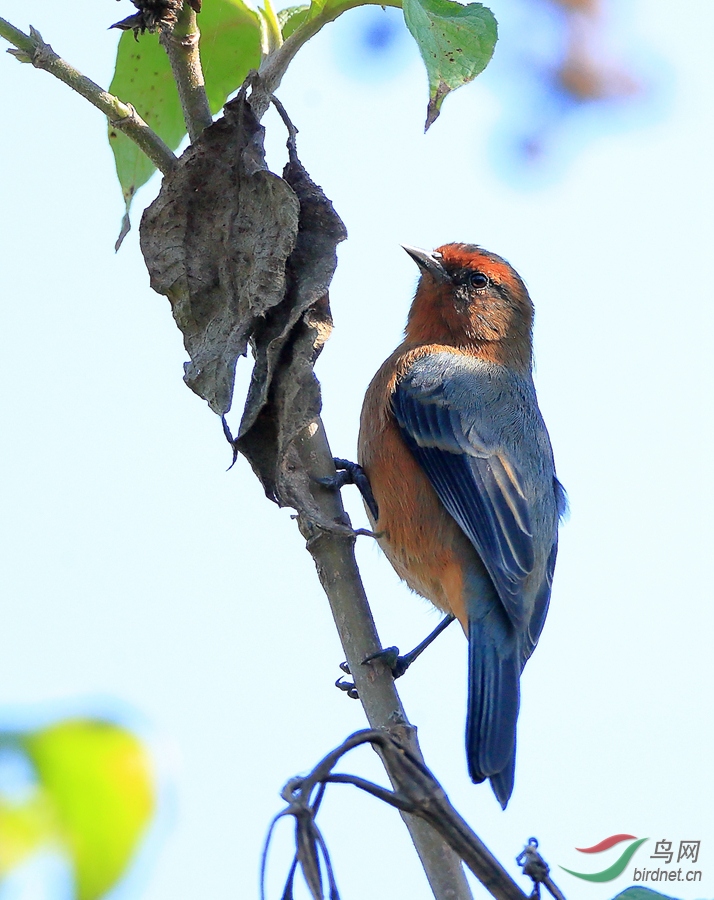 ��ü׶��ȸRufous-browed Conebill