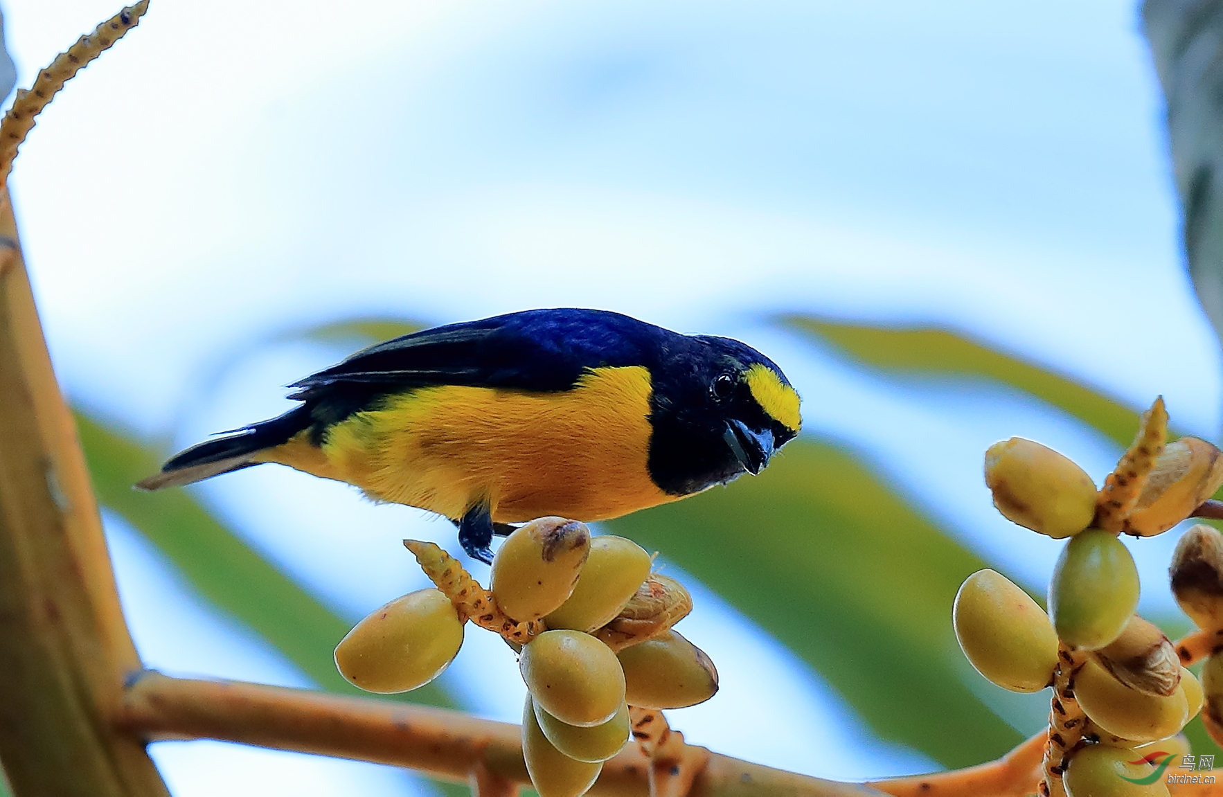 �޶��ȸCinnamon Manakin-Tyrant�����У�