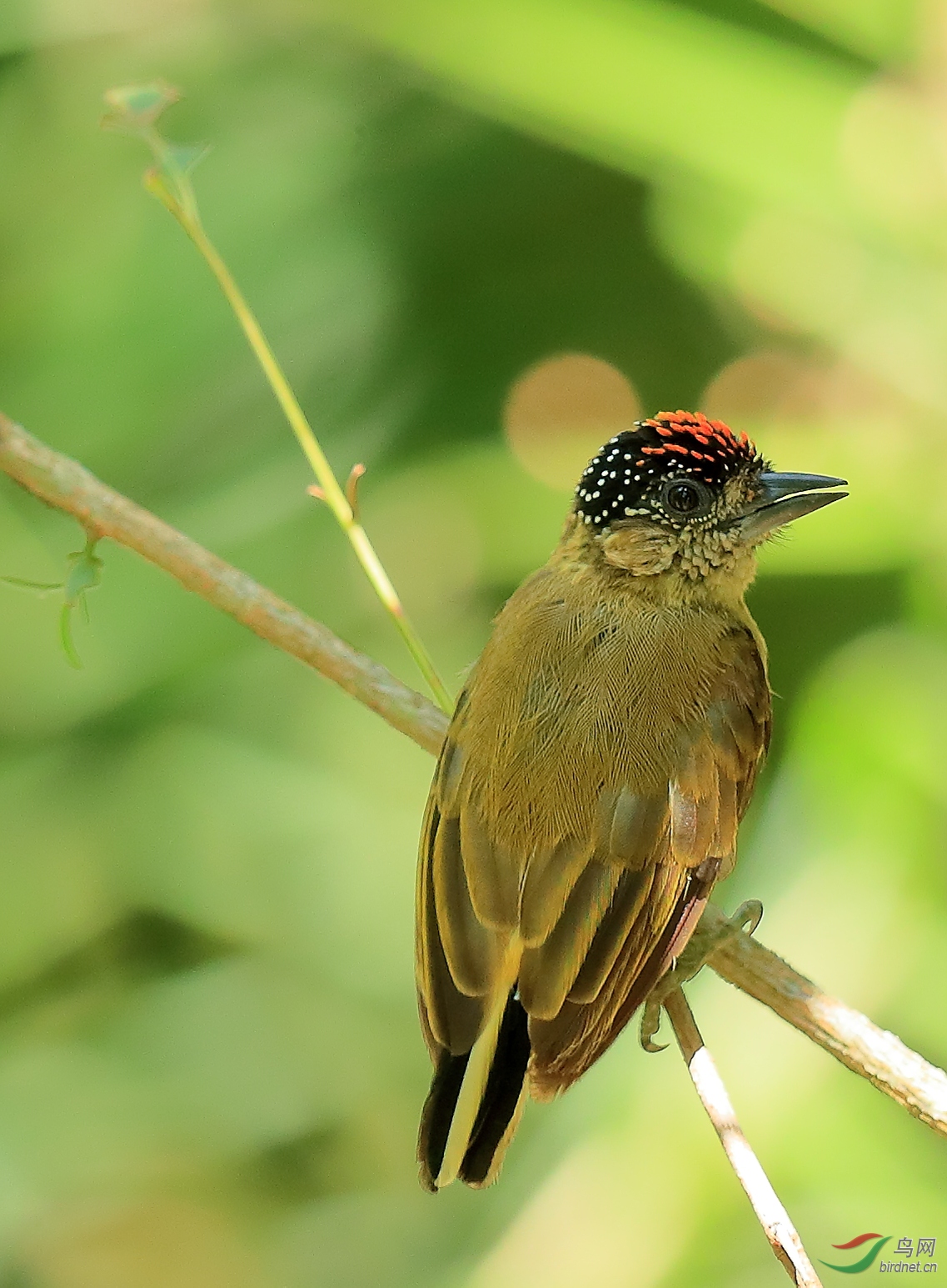 ���̼���ľ��Olivaceous Piculet