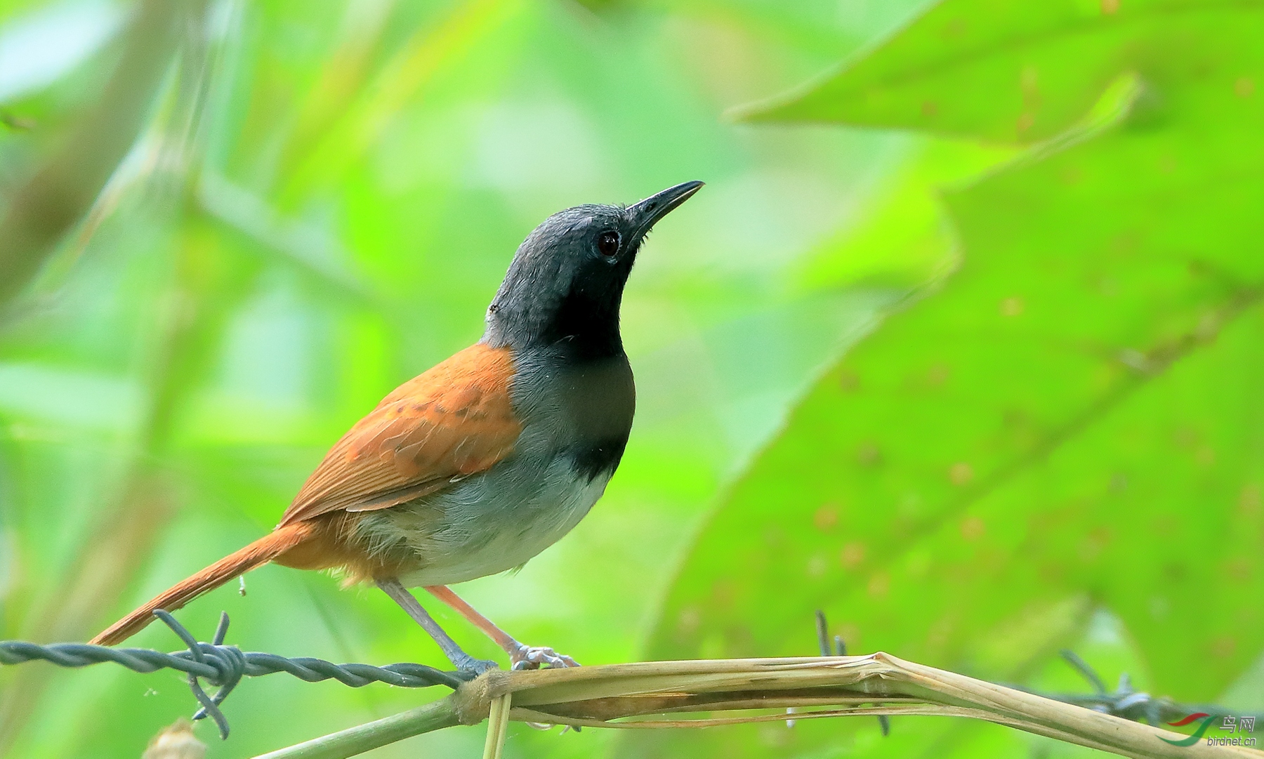 �׸�����White-bellied Antbird