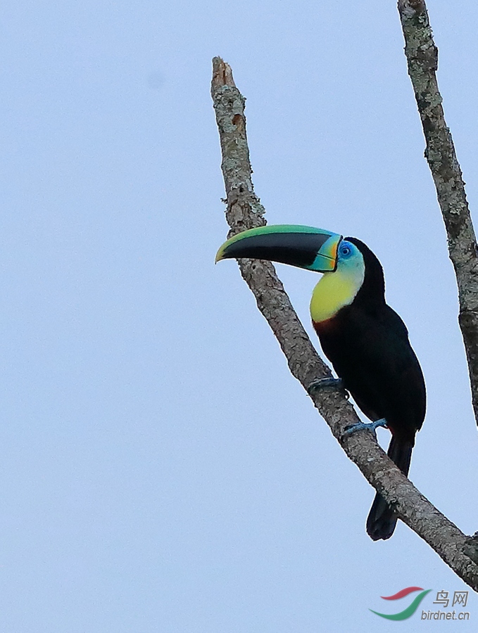 ���ƺ�������