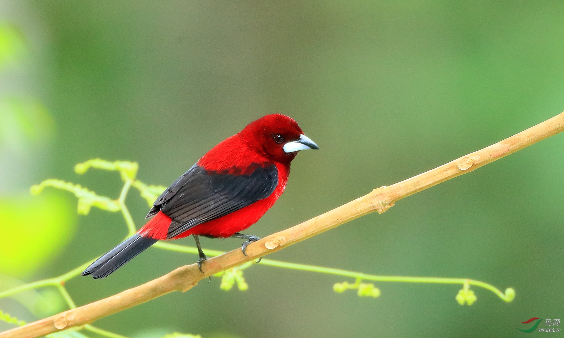 糱���������ȸCrimson-backed Tanager