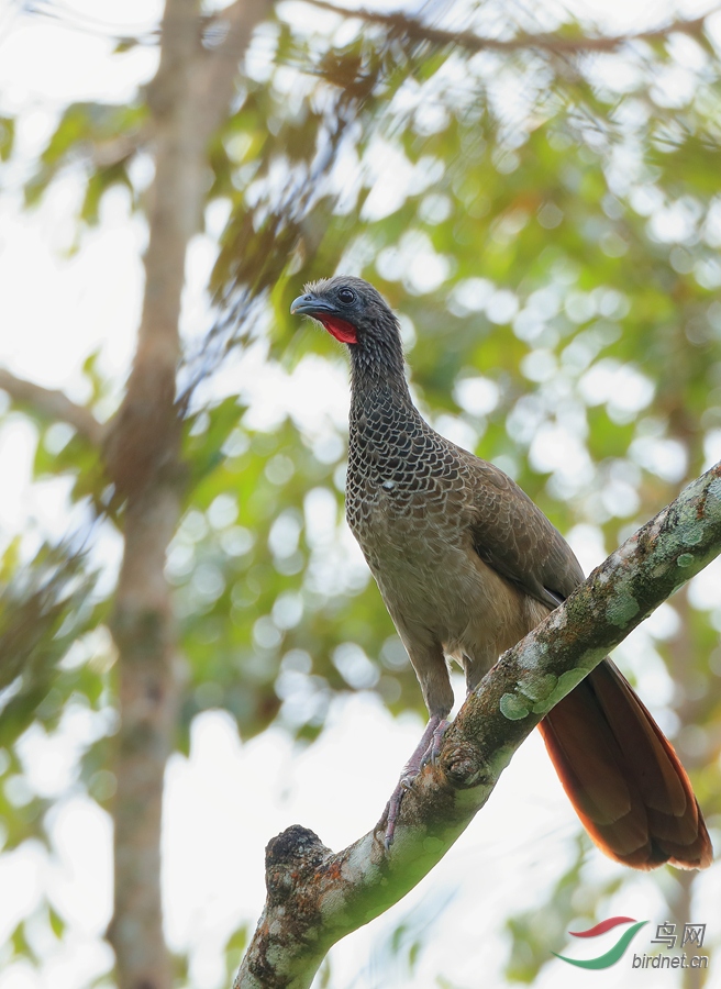 ���ױ���С����Colombian Chachalaca�����У�