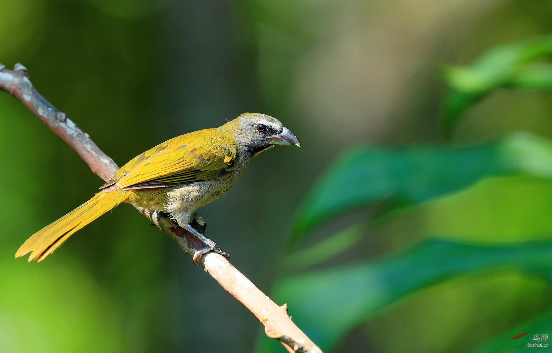 �ں���ȸBuff-throated Saltator