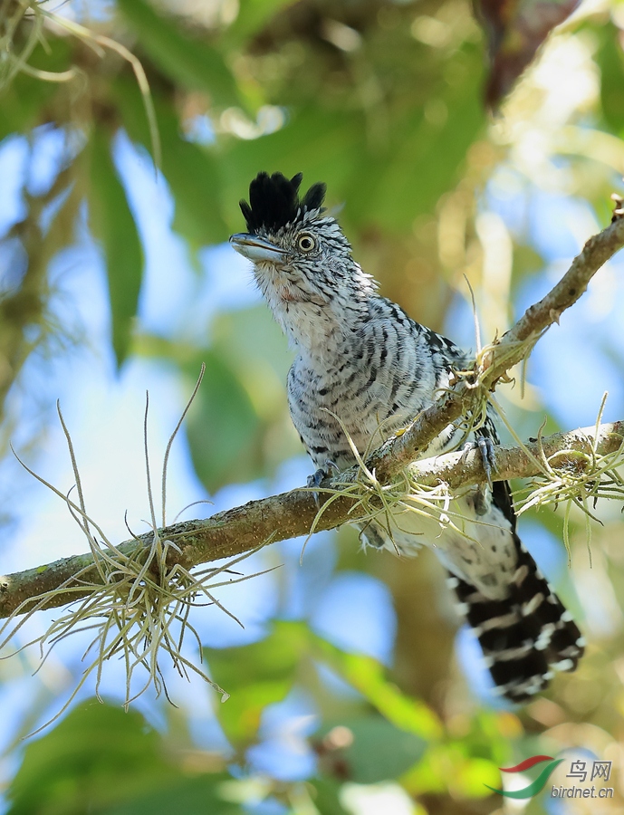 ������GBarred Antshrike