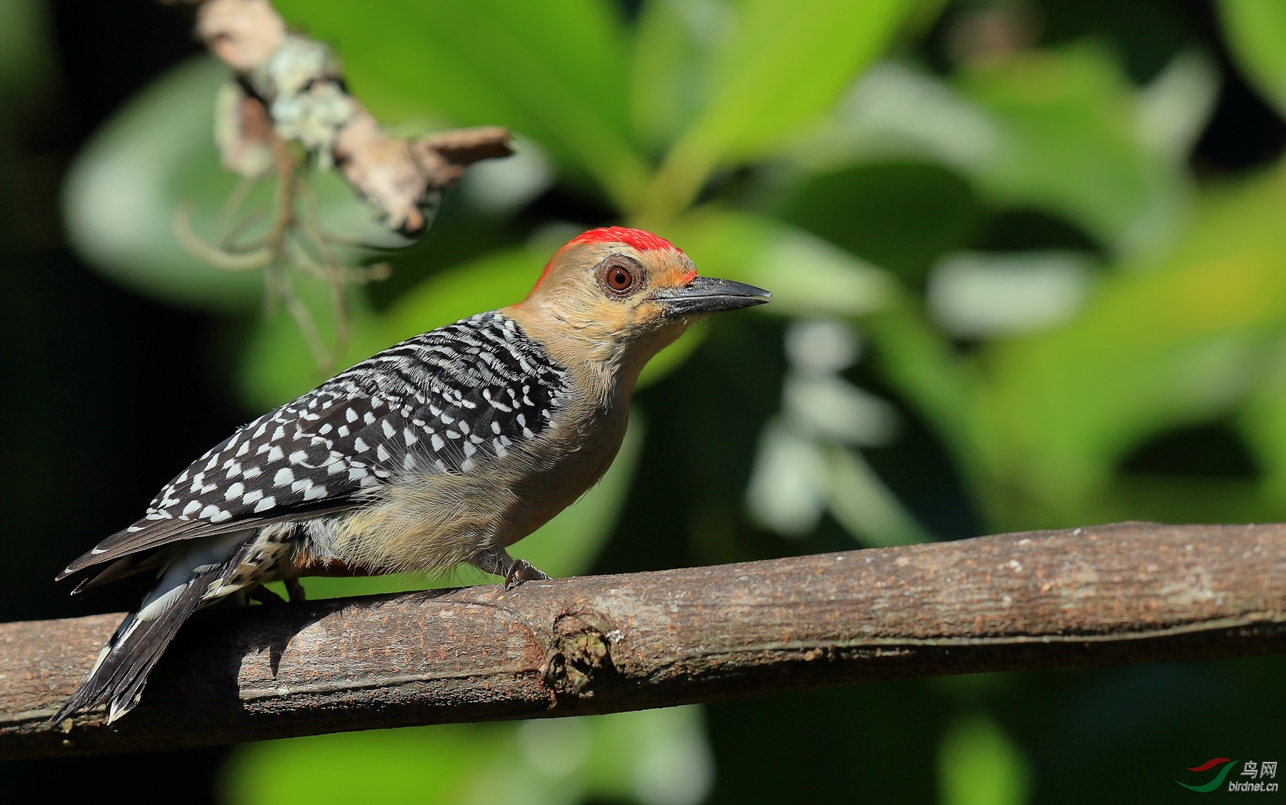 �����ľ��Red-crowned Woodpecker