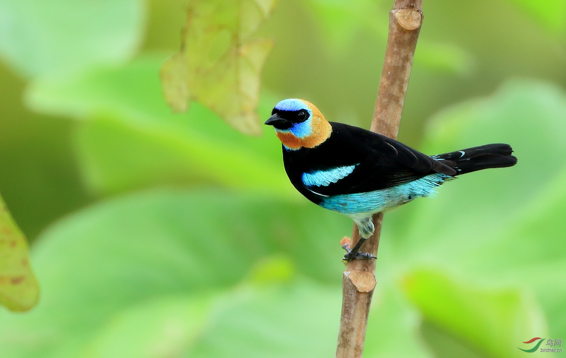 �����Ƽ���ȸMasked Tanager