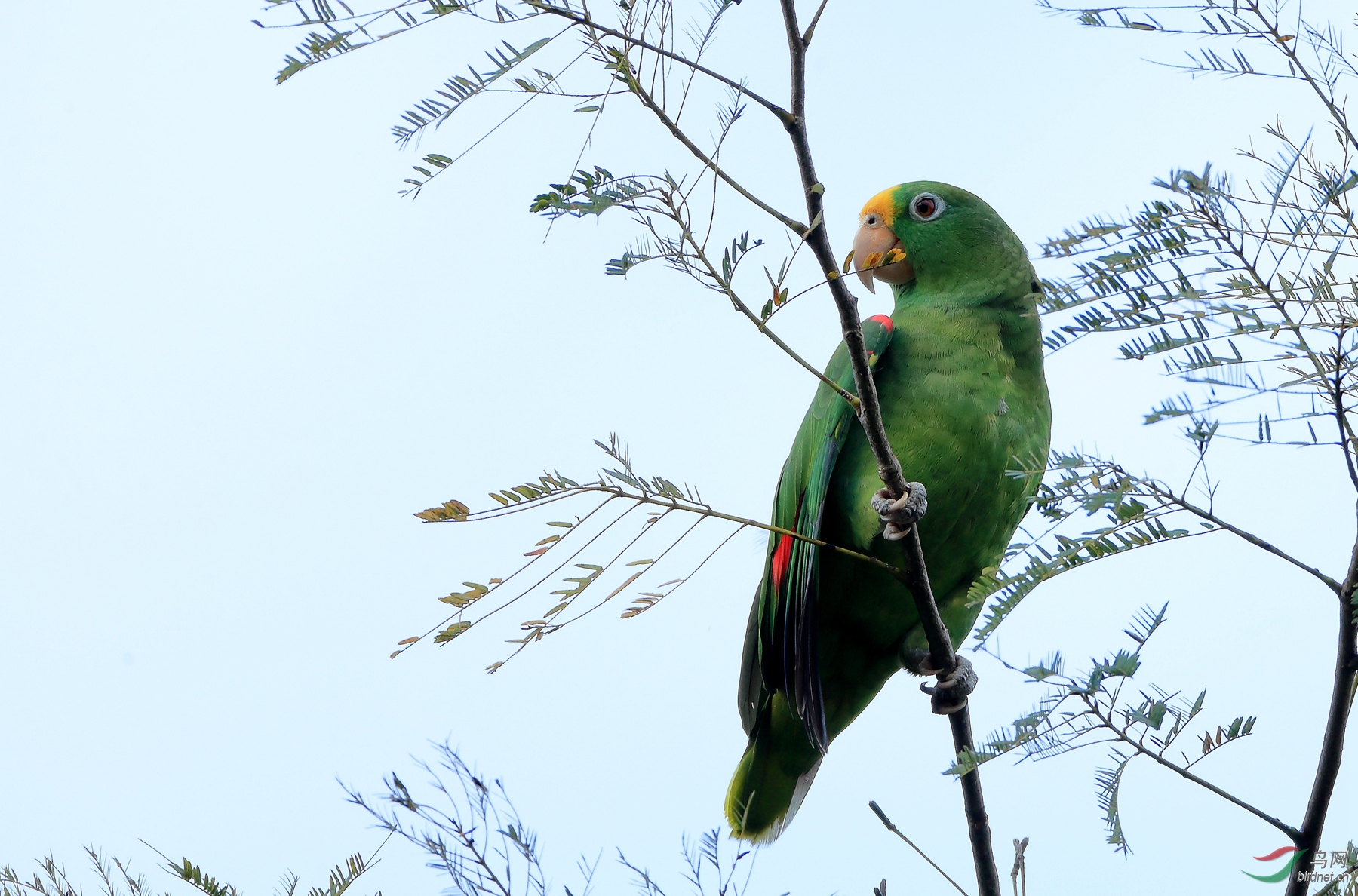 �ƹ��и�Yellow-crowned Parrot