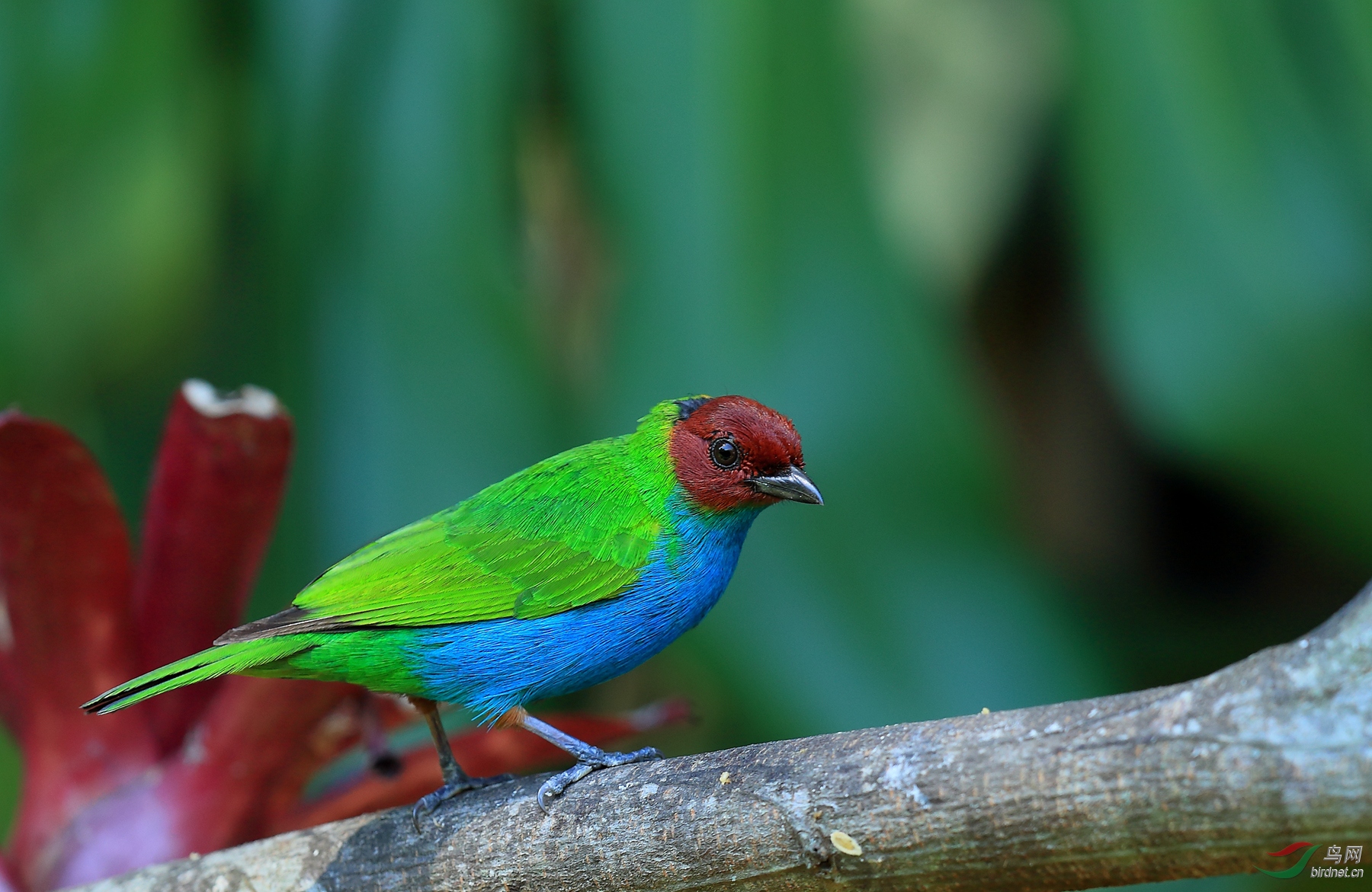 ��ͷ�Ƽ���ȸBay-headed Tanager