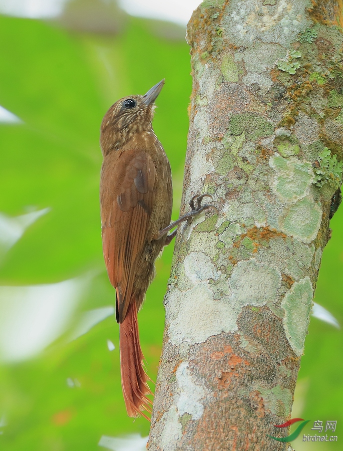 Ш����ȸWedge-billed Woodcreeper