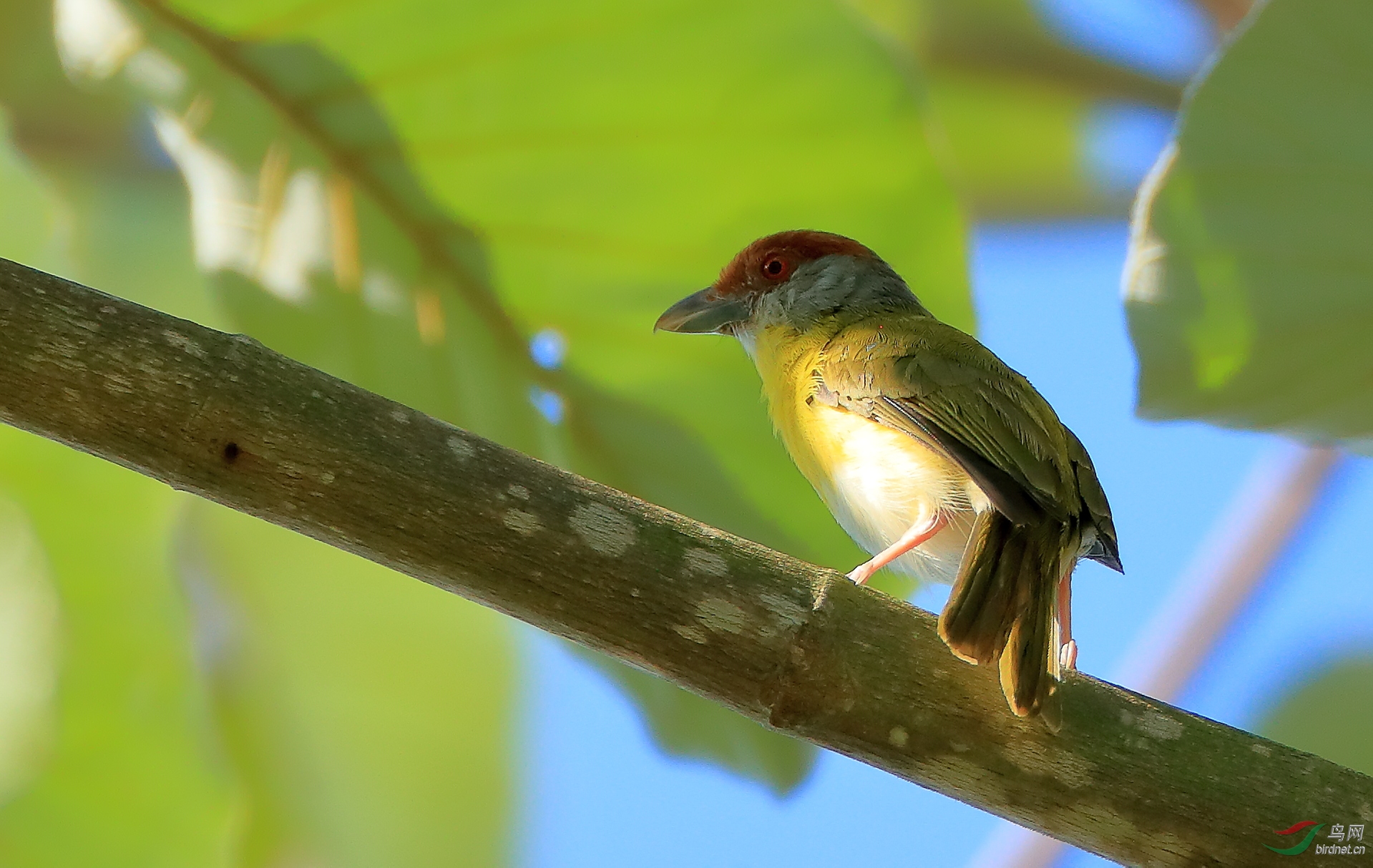 ��ü�GȸRufous-browed Peppershrike
