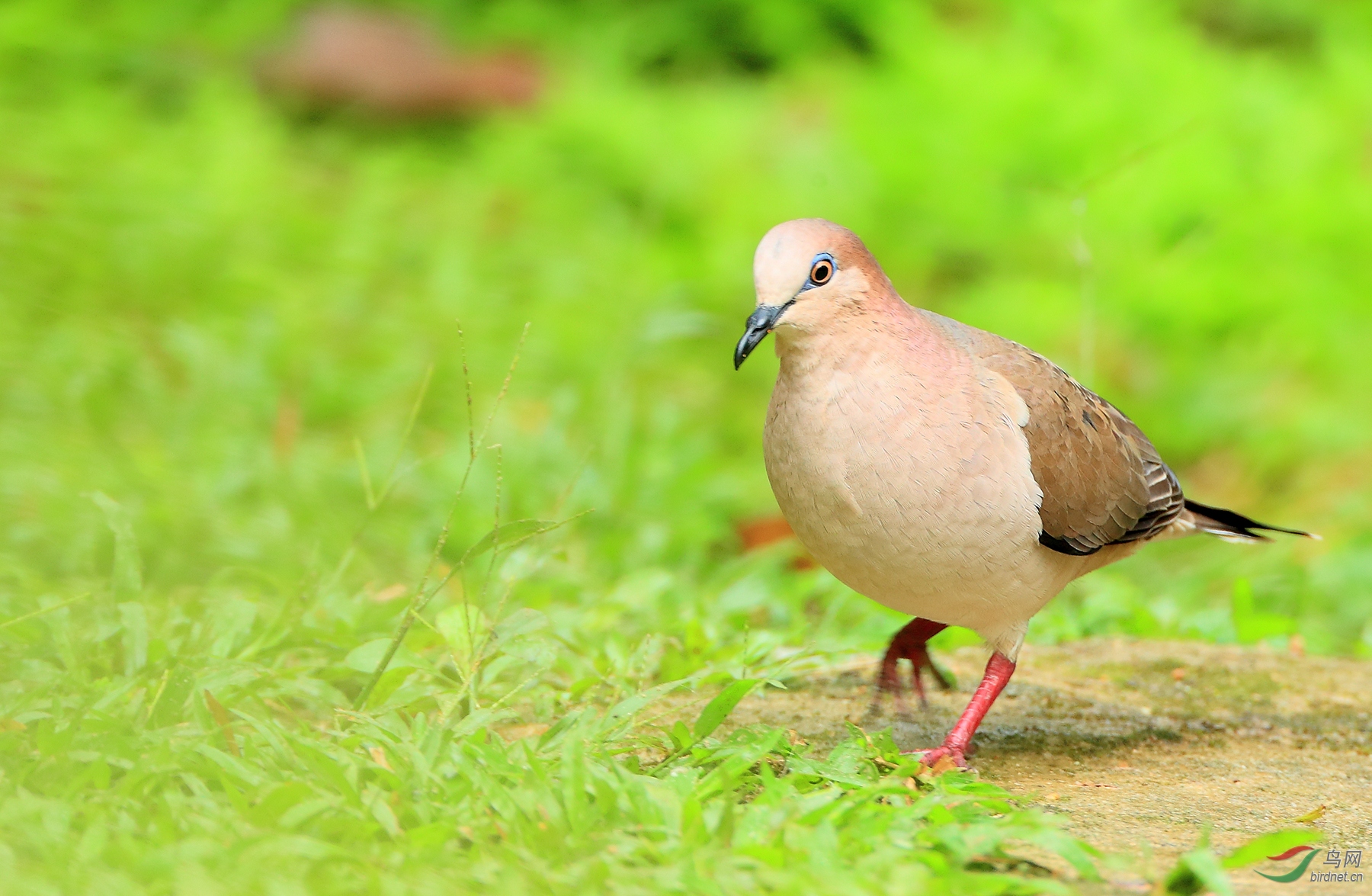 �׶��س��White-tipped Dove