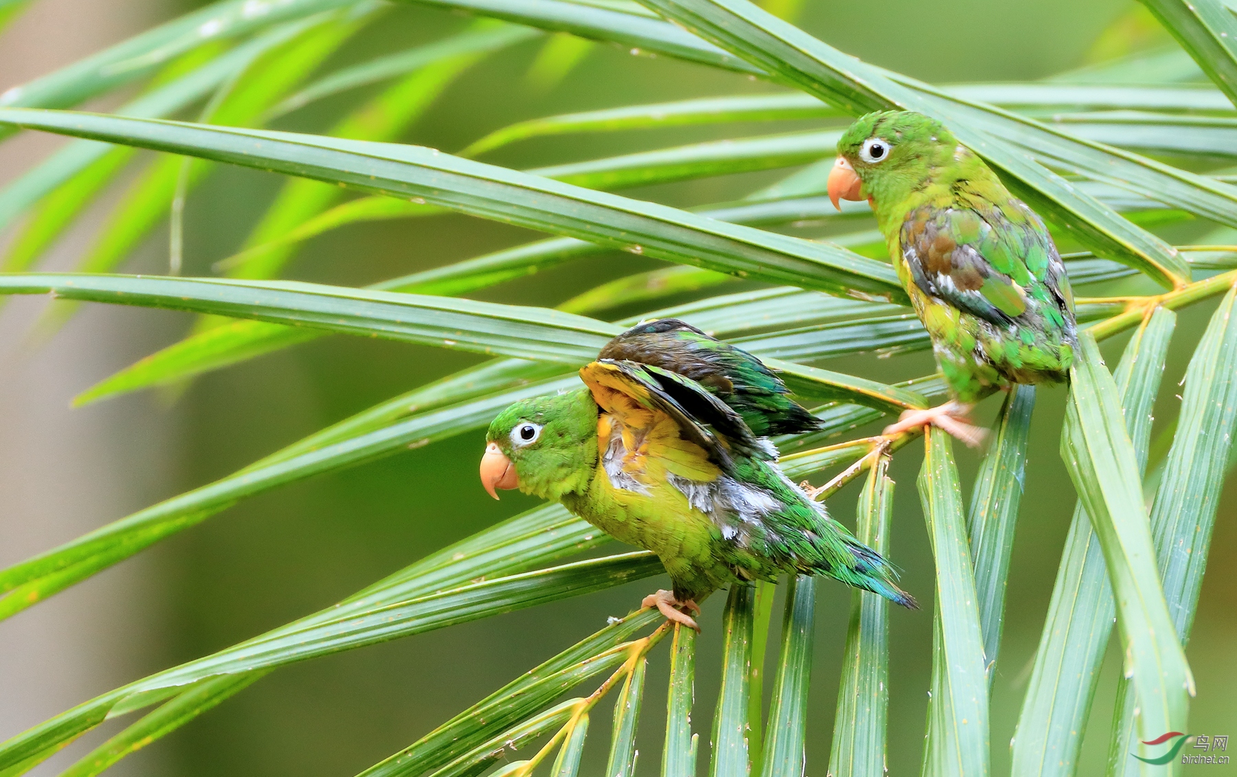 ����и�Orange-chinned Parakeet