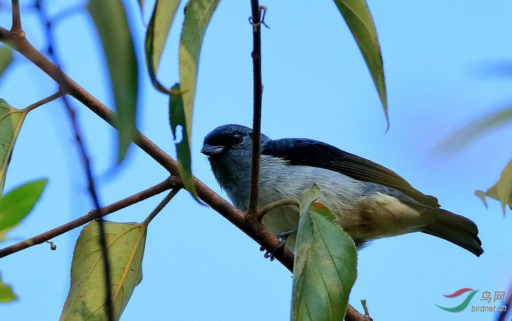 ��ɫ�Ƽ���ȸPlain-colored Tanager