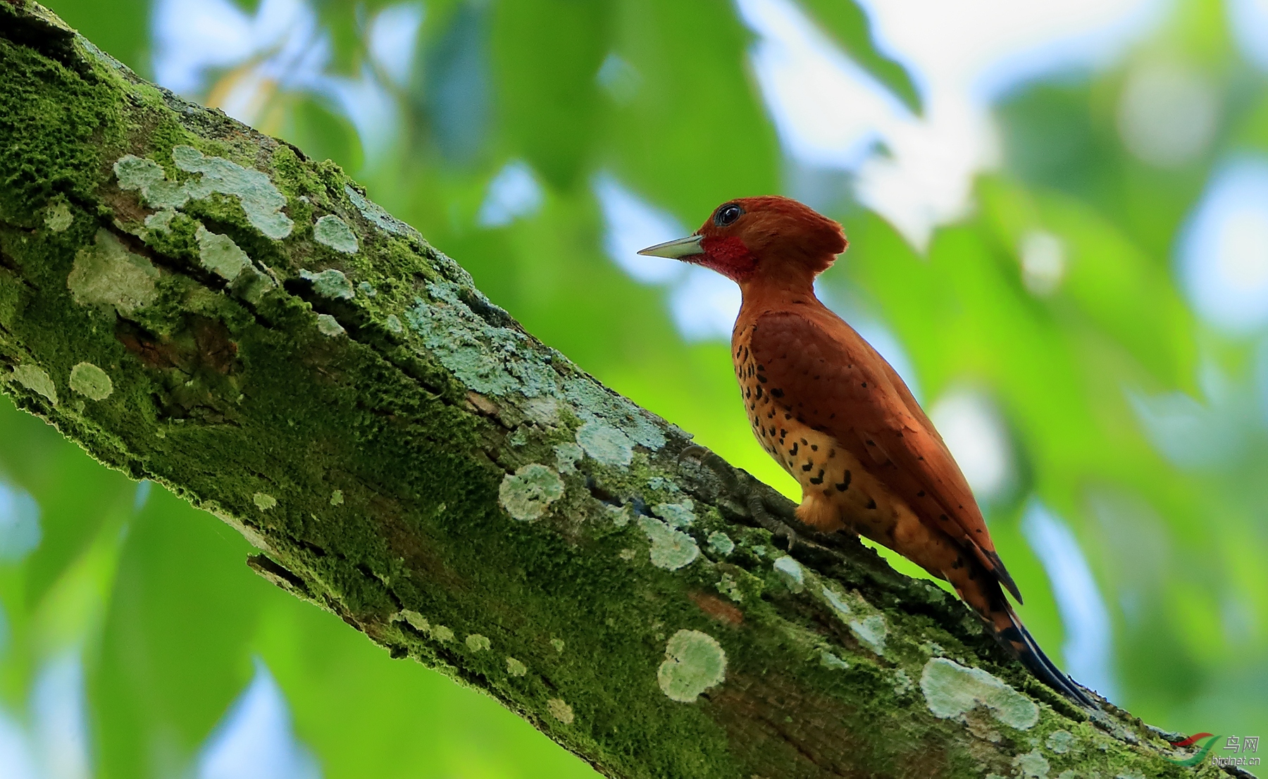 �����ľ��Cinnamon Woodpecker