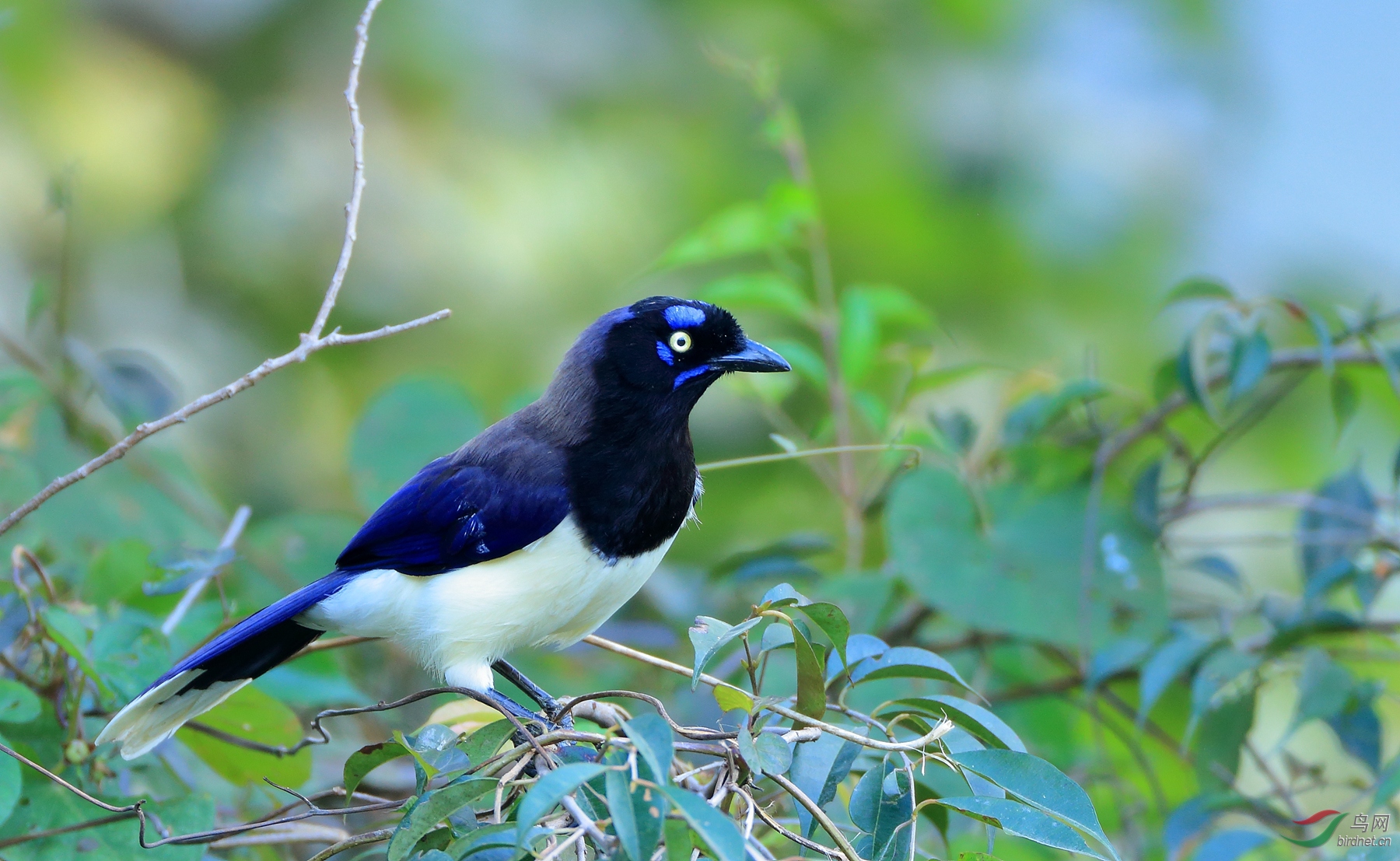 ������ȵBlack-chested Jay