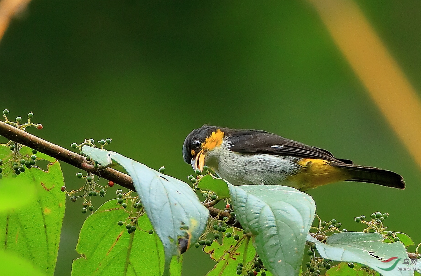 �Ʊ����ȸYellow-backed Tanager