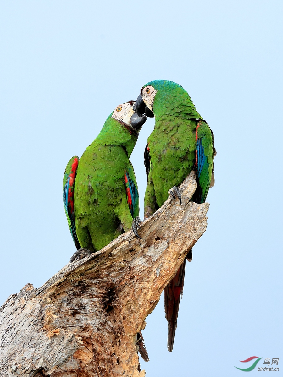 ����������Chestnut-fronted Macaw