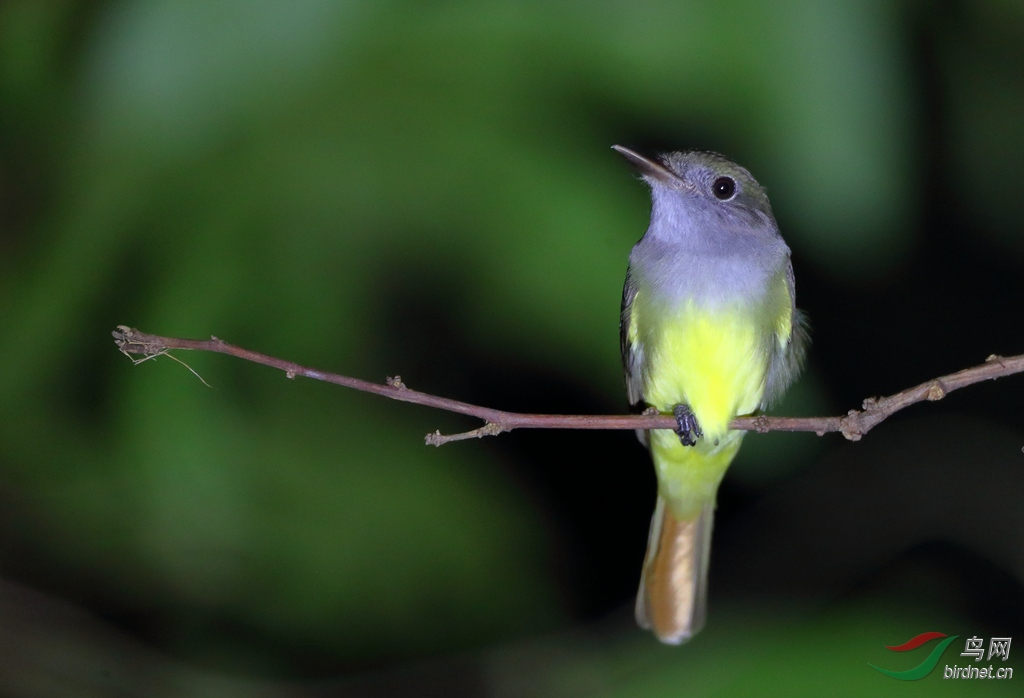 �������ٰ��lBright-rumped Attila