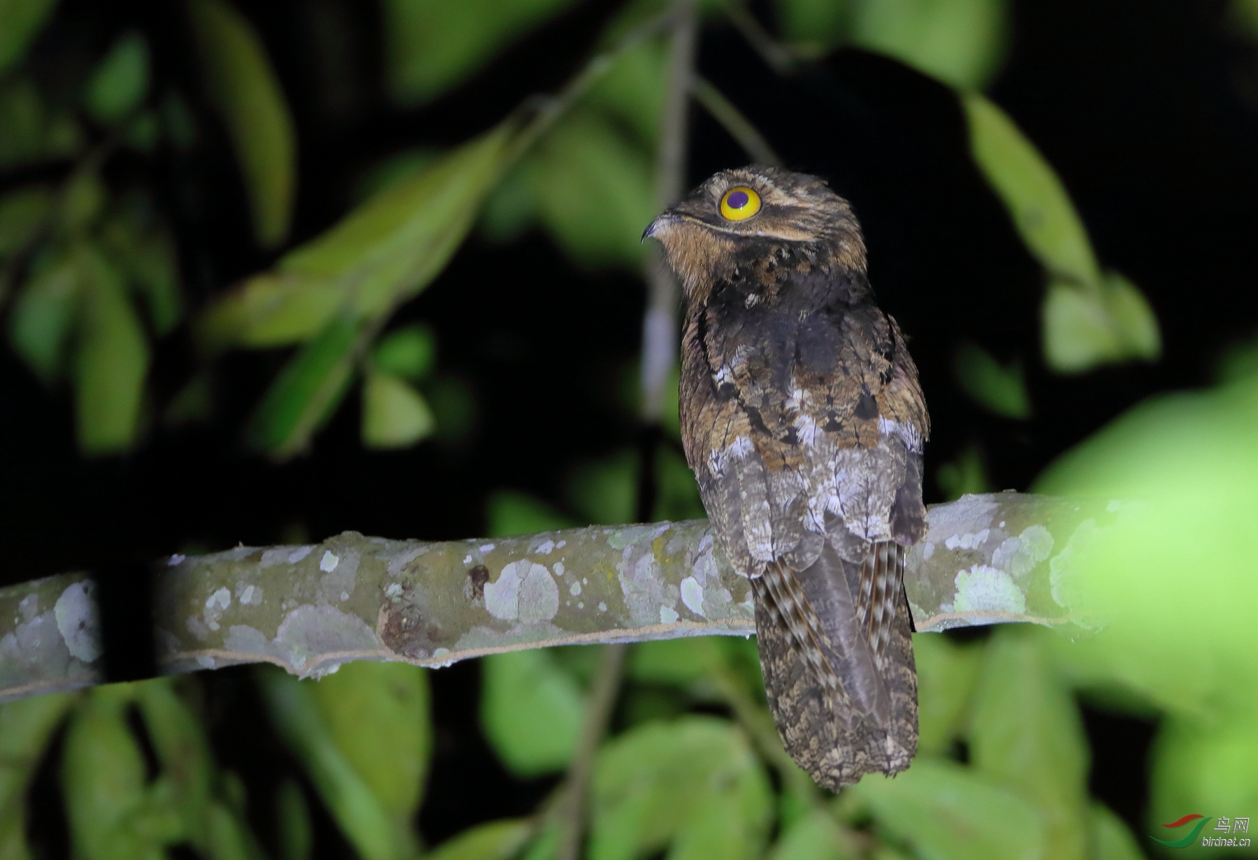 ���Common Potoo