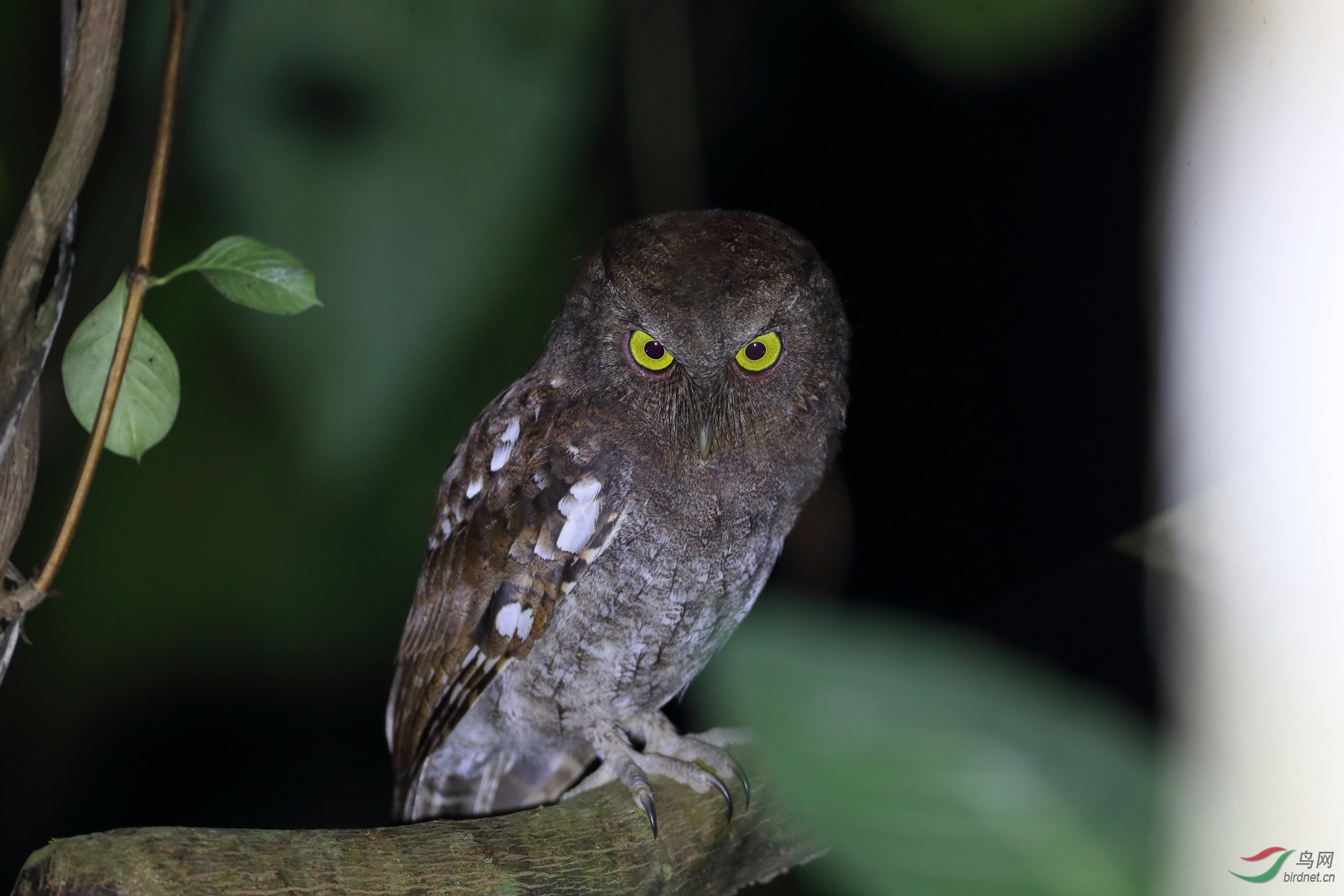 �ǿƽ��^Choco Screech-Owl
