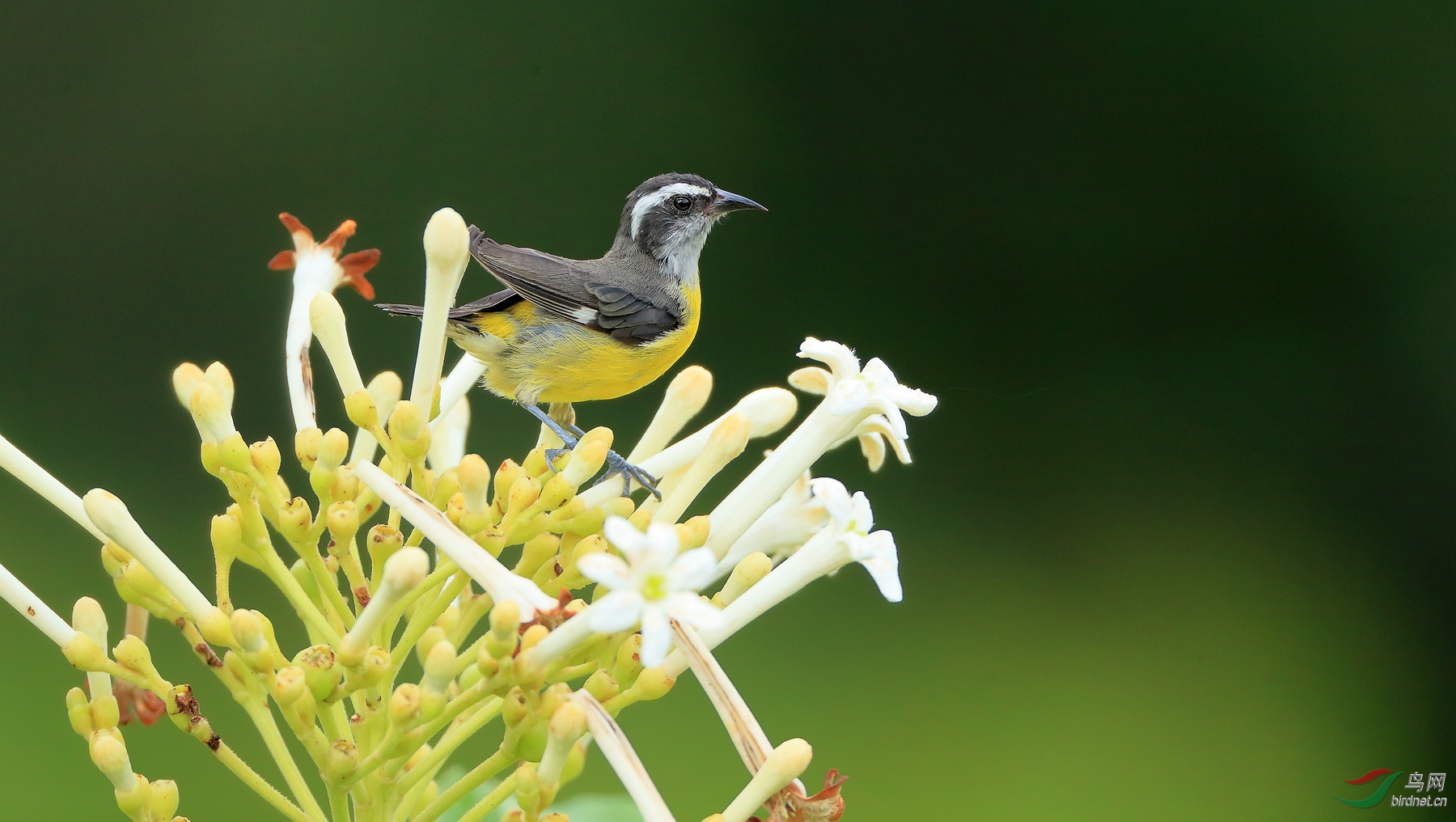 ����ɭݺBananaquit