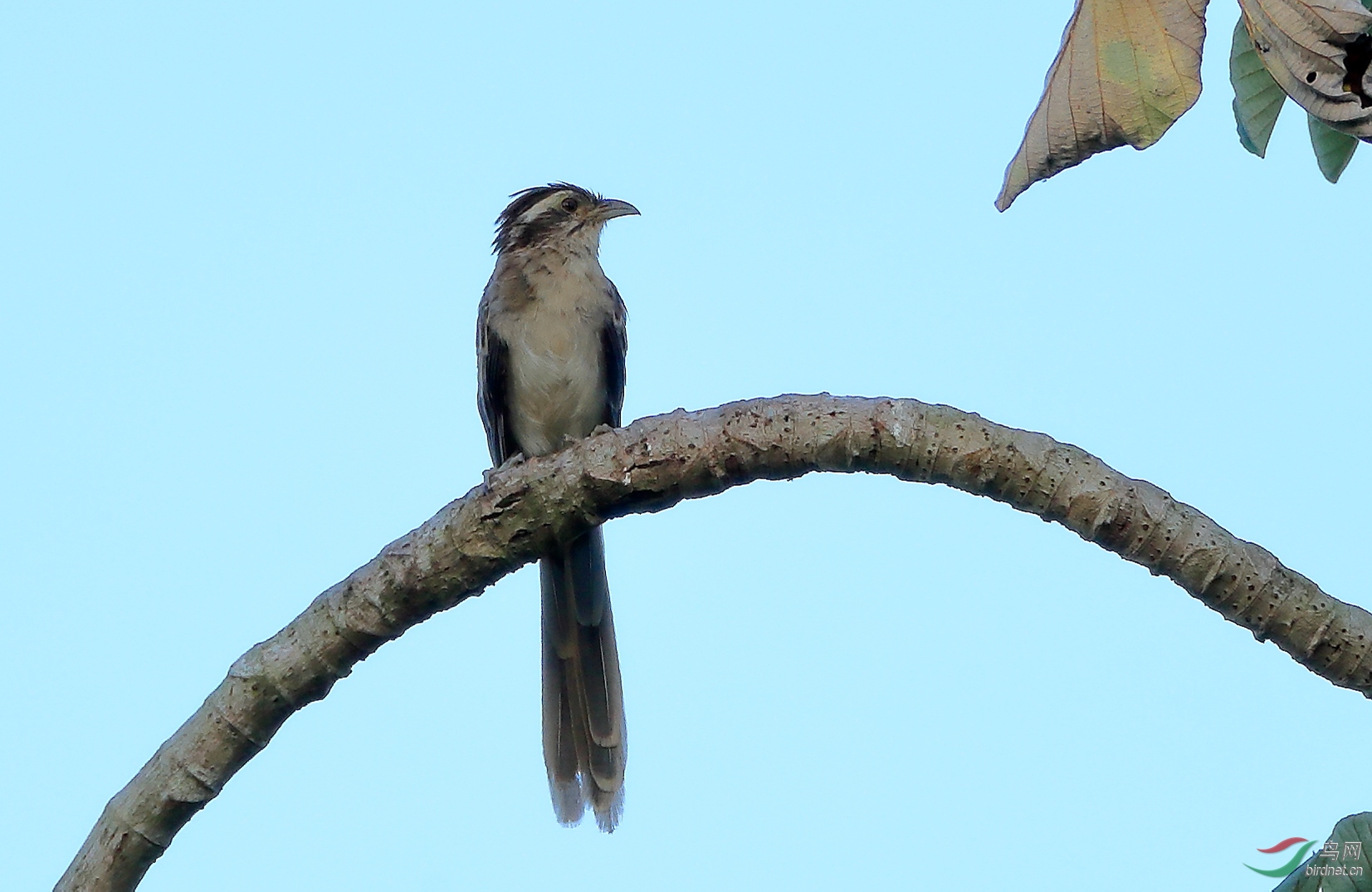 ���ƾ�Striped Cuckoo