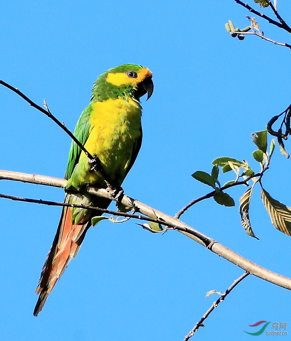 �ƶ��и�Yellow-eared Parrot����Σ��